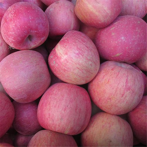自家果园产果农自销2015年新鲜水果陕西高山秦冠苹果