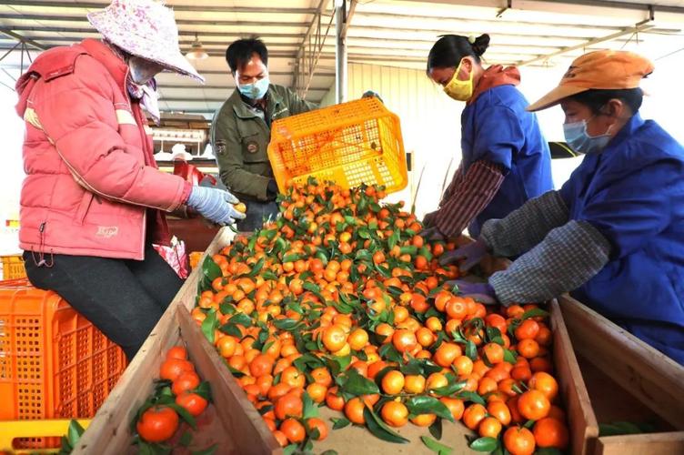 2月16日,在武宣县黄茆镇一家水果种植专业合作社,果农在选果外销.